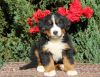 Awesome Bernese Mountain Dogs