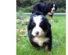 Jovial Bernese Mountain Dogs