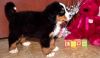 Bernese mountain Dog for sale