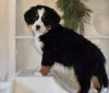 Justin - Bernese Mountain Dog Puppy For Sale