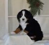 Hadassah - Bernese Mountain Dog Puppy For Sale
