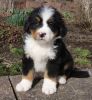 Awesome Bernese Mountain Puppies Available