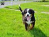 Bernese Mountain Dog Puppies For Sale!