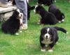 Bernese Mountain Puppies