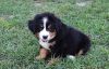 Full Bred Bernese Mountain Puppies For Sale.