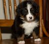 Cuddle Bernese Mountain Dog Puppies For Sale