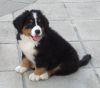 KC Bernese Mountain Dogs Puppies