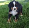 LOVELY BERNESE MOUNTAIN DOG (PUPPIES) FOR SALE