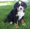 Lovely Bernese Mountain Dog Puppies