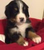 Registered Bernese puppies For Sale.