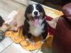 Cute Bernese Mountain Dog available for adoption