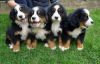 Male and female Bernese Mountain Dog Puppies