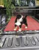 Great Personality Bernese Mountain Puppies Available