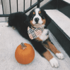 4 month old, purebred, Bernese Mountain Dog