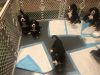 AKC. Bernese Mountain dog Puppies for sale