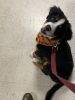 Bernese Mountain dog (5 months old)