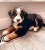 Lovely Bernese mountain puppies for sale