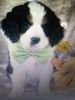 Teddy a Bernese mt dog miniature