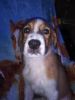 Great Bernese (Great Prynese/Bernese Mountain Dog)