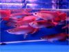 Healthy Tropical Aquarium Arowana fishes For Sale (xxx) xxx-xxx3