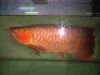 Super Red Arowana Fish and Many Others Available For Sale (xxx)-xxx-xxx