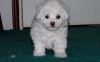 Charming Bichon Frise Puppies Available.