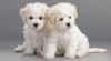Bichons Frise Puppies Ready for their new homes
