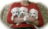 Awesome Bichon Frise For Sale