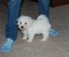 Bichon Frise puppies ready for new home