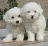 Home Trained Teacup Bichon Frise Puppies