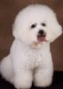 Lovely Male/female Bichon Frise Puppies.