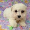 Princess - Bichon Frise Puppy For Sale