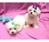 male and female bichon frise pups available