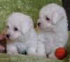 available lovely and cute Bichon puppies 4 sale