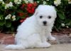Our Bichon Frise puppies are playful