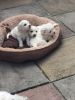 Bichon Frise puppies for lovely homes