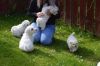 Well Trained Bichon Frise Puppies For Sale