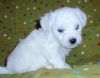 bichon Puppies- Long Haired