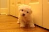 jdgjdb loyalty Bichon Frise Puppies For avail