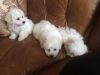 Kc Registered Bichon Frise Puppies