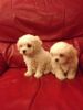 Bichon Frise puppies for sale