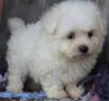 Bichon Frise available both male and female for sale