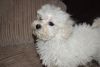 Bichon Frise Girl Puppies Ready For New Homes