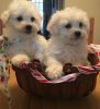 Beautiful Bichon Frise Puppies