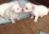 Beautiful Bichon Frise Puppies For Sale
