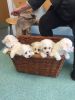 Excellent Line - Kc Reg Bichon Frise Puppies
