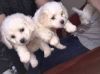 Adorable trained Bichon Frise Puppies