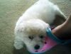 Bichon Frise puppies availablefor rehoming