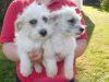 Adorable Kennel Club Registered Bichon Frise Puppy