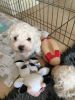 Kennel Club Registered Bichon Frise Puppies